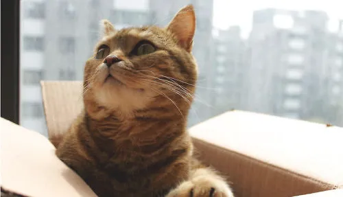 猫咪为什么喜欢箱子