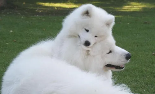 如何判断产后母犬是否健康