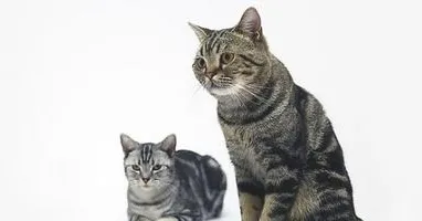 猫咪相处时候老是打架怎么办