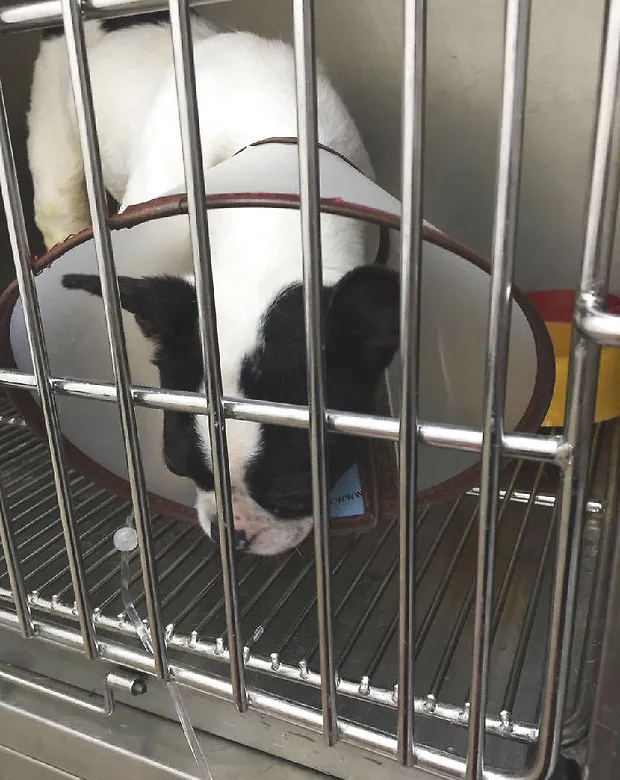 法国斗牛犬尿道结石的手术治疗