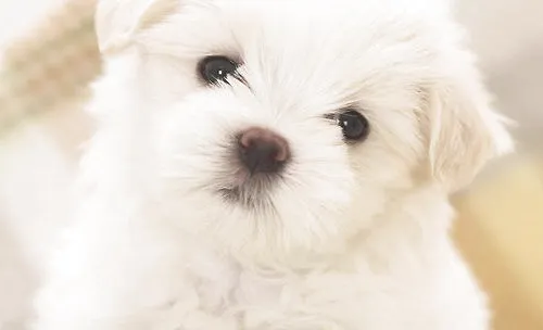 如何预防犬牙周炎