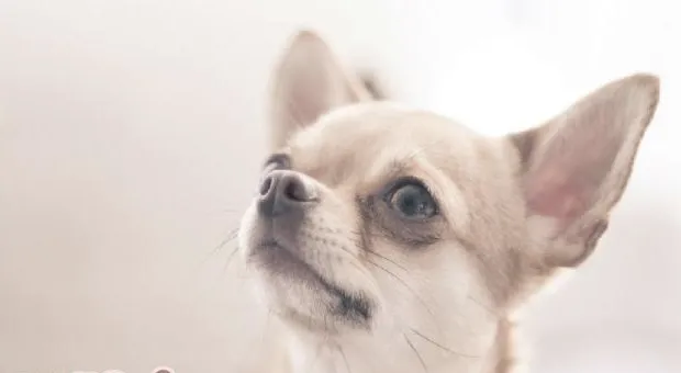 吉娃娃犬的气管塌陷症