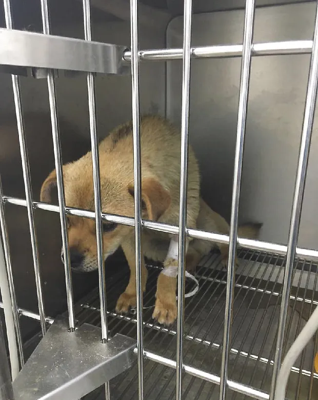 中华田园犬子宫蓄脓的诊治