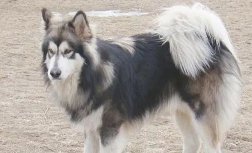 如何治疗犬脓胸