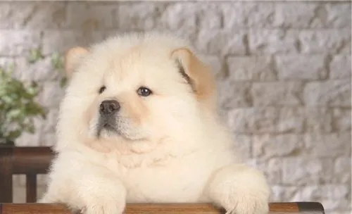 犬眼睑内翻的治疗方法