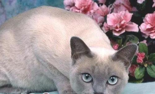 东奇尼猫的形态特征如何
