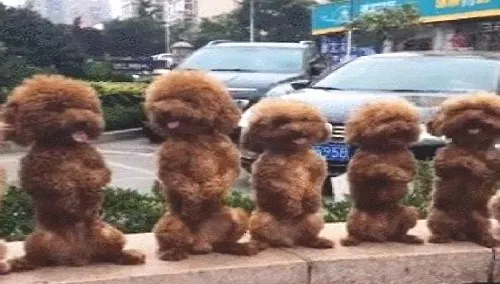 泰迪为什么会站着走路？泰迪犬站着走路的危害有哪些？