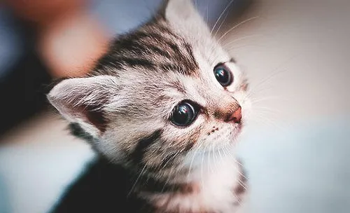 关于猫咪眼睑内翻的矫正术
