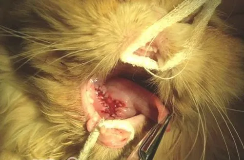 一例猫咪舌下腺囊肿的诊治