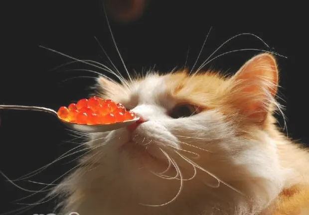 猫咪为啥喜欢猫薄荷