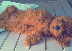 一例贵宾犬洋葱中毒的症状及诊疗