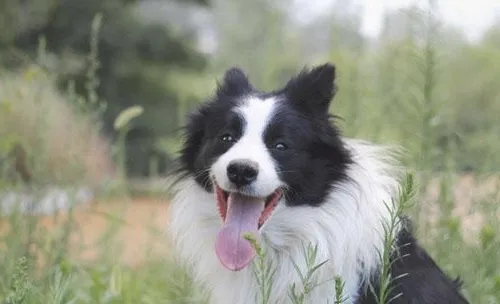 导致边境牧羊犬拉肚子的原因有哪些