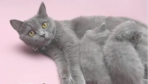 饲养宠物猫会出现哪些误区