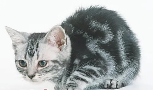 怎么训练猫咪打滚