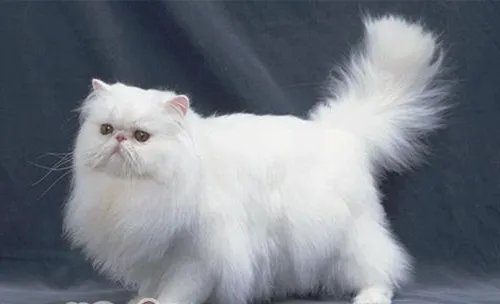 波斯猫的眼睛一定要是不同色吗