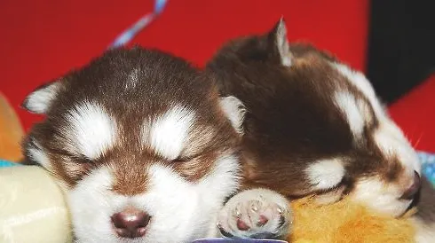 狗狗尿尿很痛苦，尿不出怎么办？