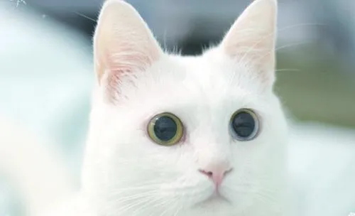 猫咪是如何感染钩虫病的