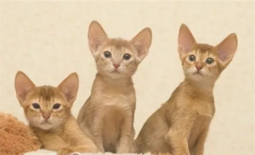 猫癣的预防和治疗方法