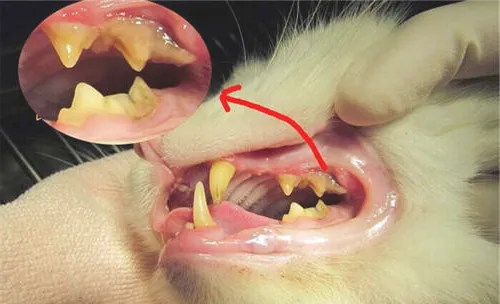 猫咪洗牙的前后顺序及注意事项