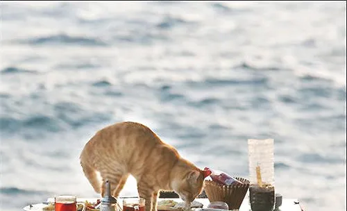 猫咪的味觉可以分辨出哪些味道？
