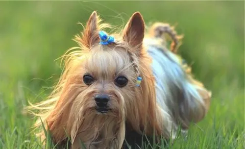 犬尿失禁的症状有哪些