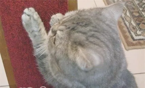 如何防止猫咪抓墙