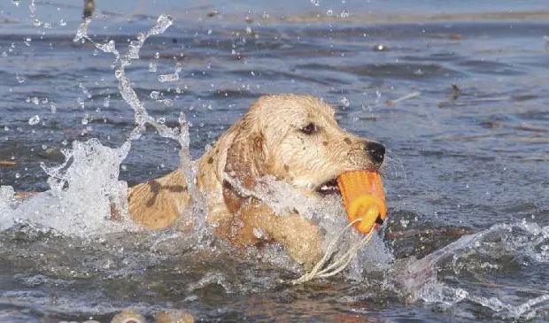 训练狗狗游泳的三个要点