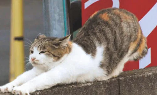 猫咪疼痛的表现（二）