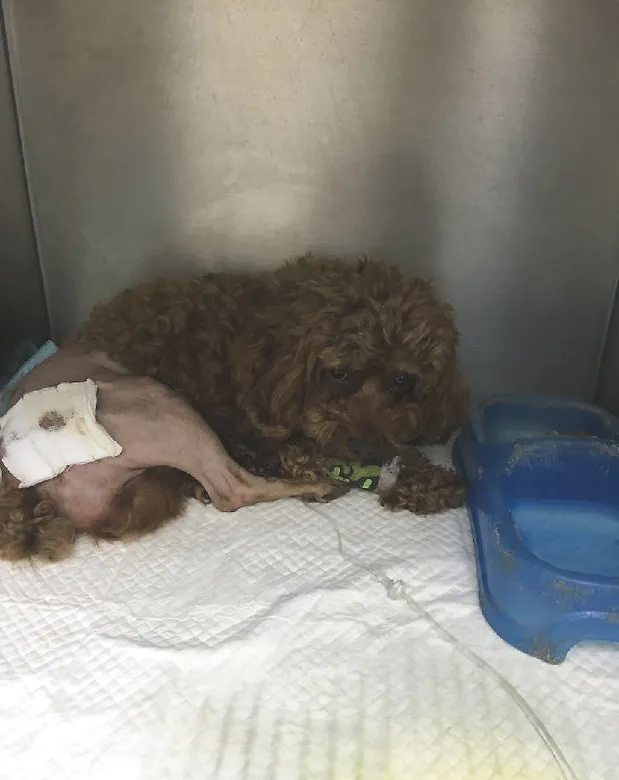 犬化脓创感染的治疗