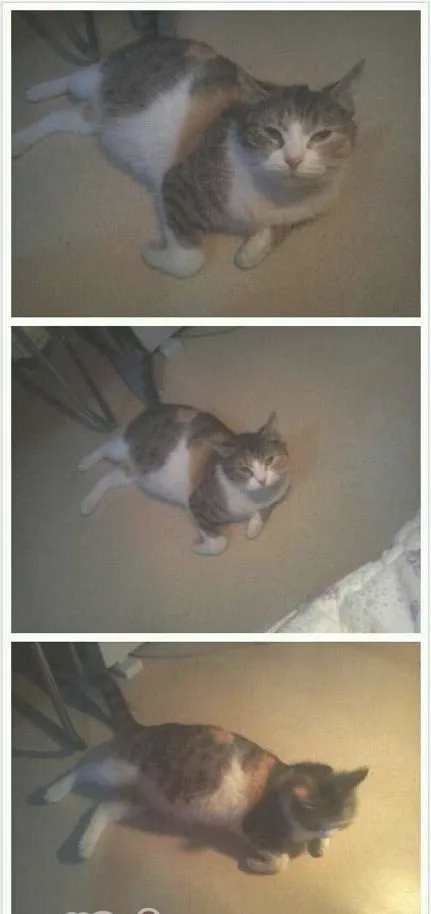 深入了解猫咪对维生素的摄入需求