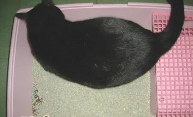 猫砂的种类和优缺点