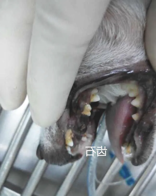 犬常见的外科内科疾病（二）