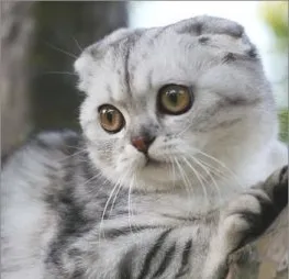 苏格兰折耳猫各种表情的含义