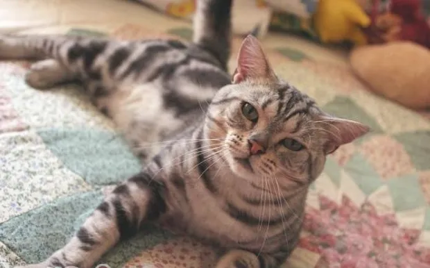 检查猫咪是否口臭的五个方法