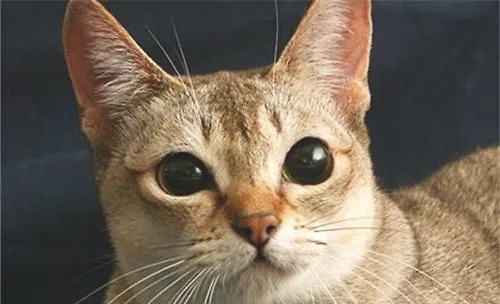 新加坡猫价格，新加坡猫多少钱一只？
