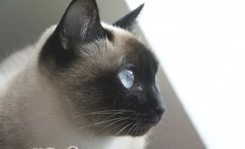 猫咪会假装睡觉吗