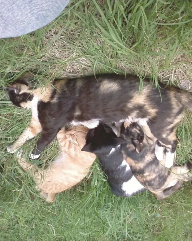 宠物私密之交配