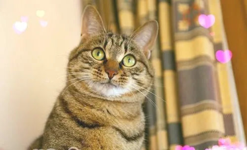  什么原因造成猫咪抽搐症状