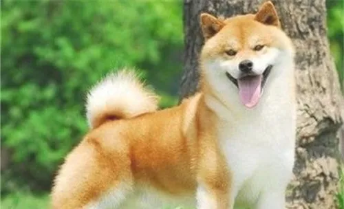 狗狗扁桃体炎的治疗方法