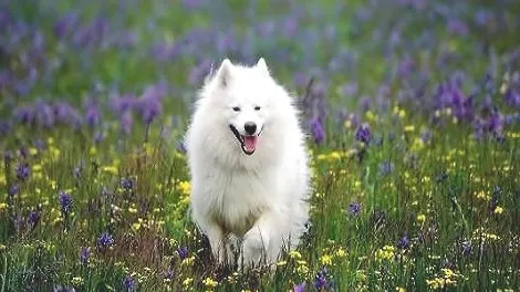 安斯基摩犬要怎么训练才最好？