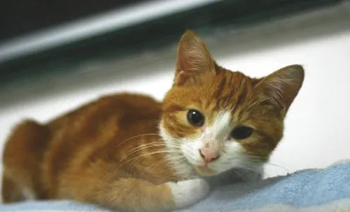 浅谈猫咪的泻药