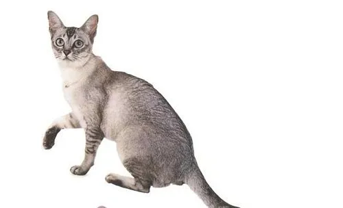波米拉猫的品种简介