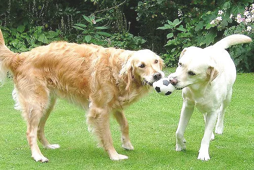三种常见狗狗玩具球介绍