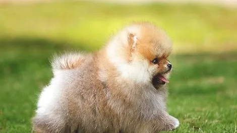 博美犬肾衰竭了还能活多久？