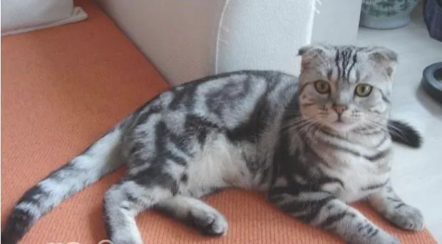 猫咪有皮肤真菌病该怎么办
