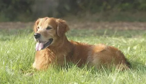 狗狗随便吃别人给的东西怎么办 狗狗随便吃别人给的东西怎么训练