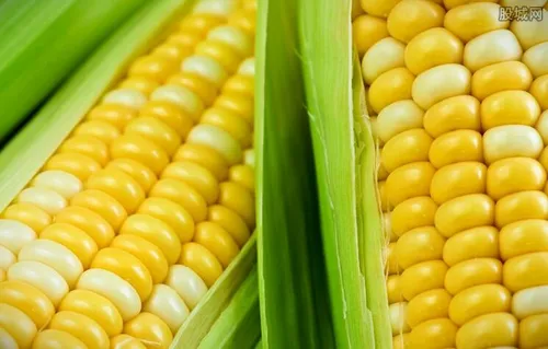 12月份玉米有望上涨吗 年后玉米价格预测