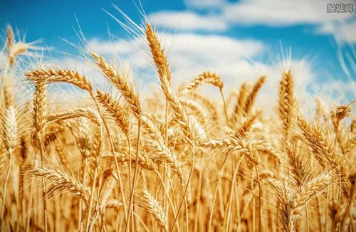 中方宣布制裁公告 对澳进口大麦征收反倾