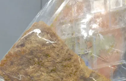 古今二沙嗲风味鱼味片怎么样