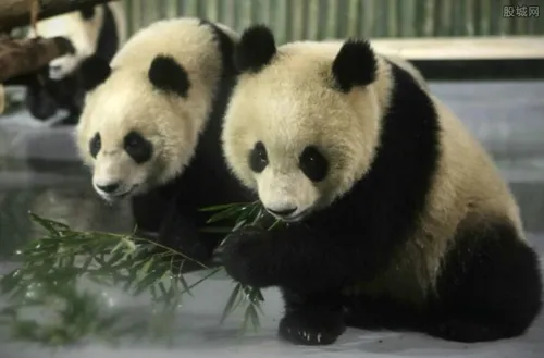 熊猫觅食啃食山羊 国宝们可不是只吃素的